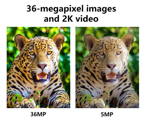 High-End 4G drahtlose Spurkamera 2024 Neueste KW897 mit doppelten Antennen 36MP 2K 0.1s Auslösergeschwindigkeit mit Nachtsicht für für Wildtierforschung