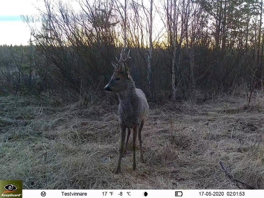 4G Jagd-Trail-Kamera KW895 mit APP 2K FHD Video 30MP Bild wasserdicht IP67 bis zu 512GB Speicher für Wildtierforschung