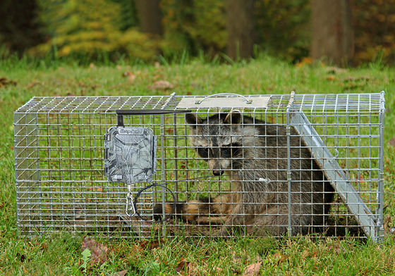 Wireless HD Jagdkameras