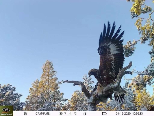 High-End für 4G Jagdkamera KW896 mit Antenne 100ft Nachtbereich 32MP 2K Wildtierkamera 4g