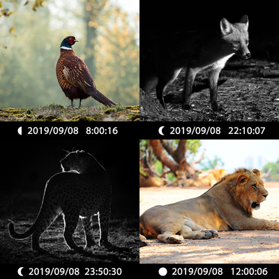 Doppelobjektive versteckte Kamera KW696 OEM/ODM 0.4s Auslöser 1080P/30MP wasserdicht IP67 100ft Nachtbereich für Wildtierjagd