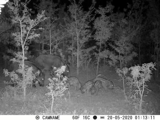 IP67 No-Glow Wildkamera mit 450mm Mikrolinsen-Unterstützung und 1s-60m Intervall HD Wildkameras