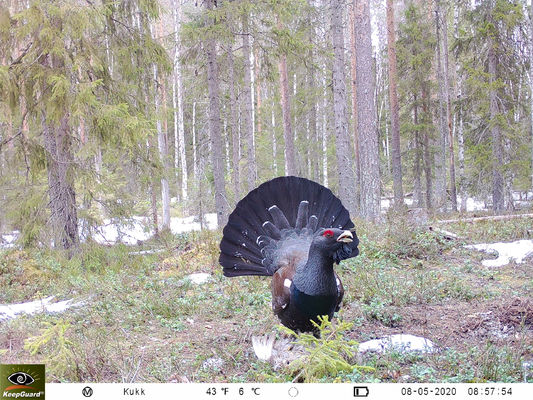 Kamera der wild lebenden Tiere der hohen Auflösung 4g, Hinterkamera der Nachtsicht-4g Lte