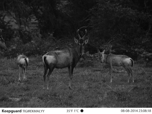Volle Spiel-Kamera-Nachtsicht-Hinterkamera HD 1080P 12MP Stealth Cam Hunting
